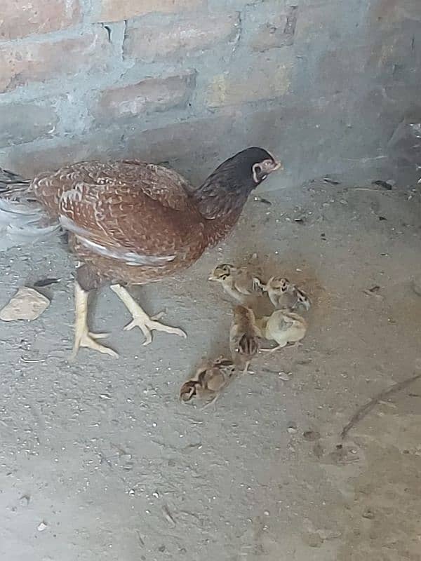 aseel Hen with five chicks 3