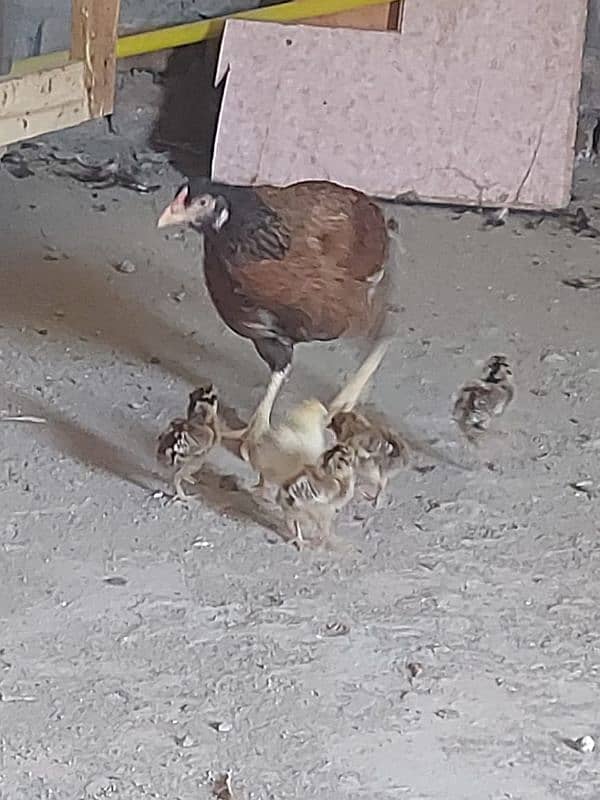 aseel Hen with five chicks 4