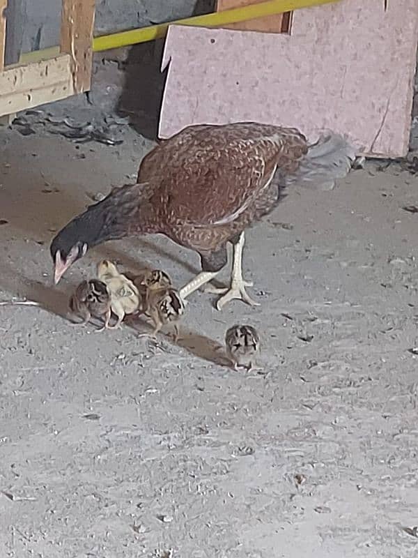 aseel Hen with five chicks 5