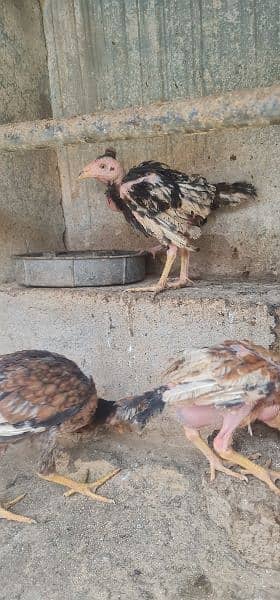 aseel Hen with five chicks 9