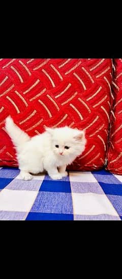 pareshan cat for sale WhatsApp number 03262308607