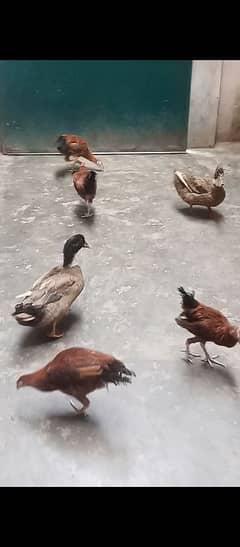 chickens and duck pair