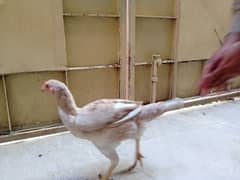 Aseel hen for  urgent sale