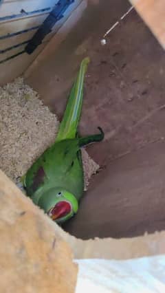 Adult Female Parrot