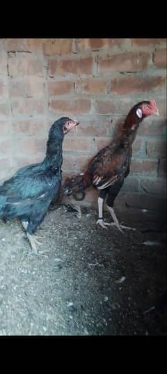 Sindhi pair Sale