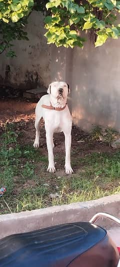 Bully Gultair Urgent sale