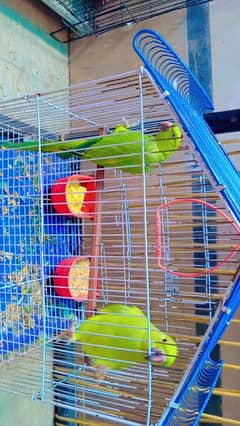 Raw parrot bolna walay for sale