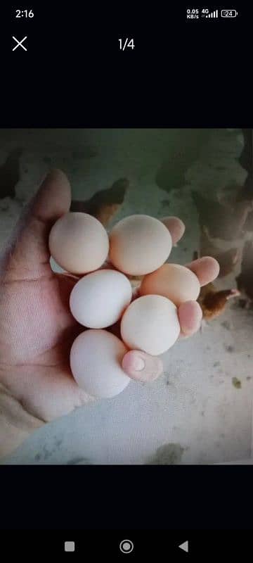 desi eggs ghar k 1