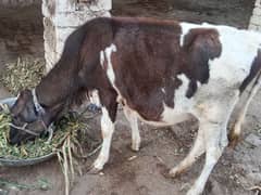 2 bachry cross,+ sahiwali  urgent sale