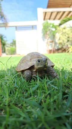 Cute Baby Tortoise.