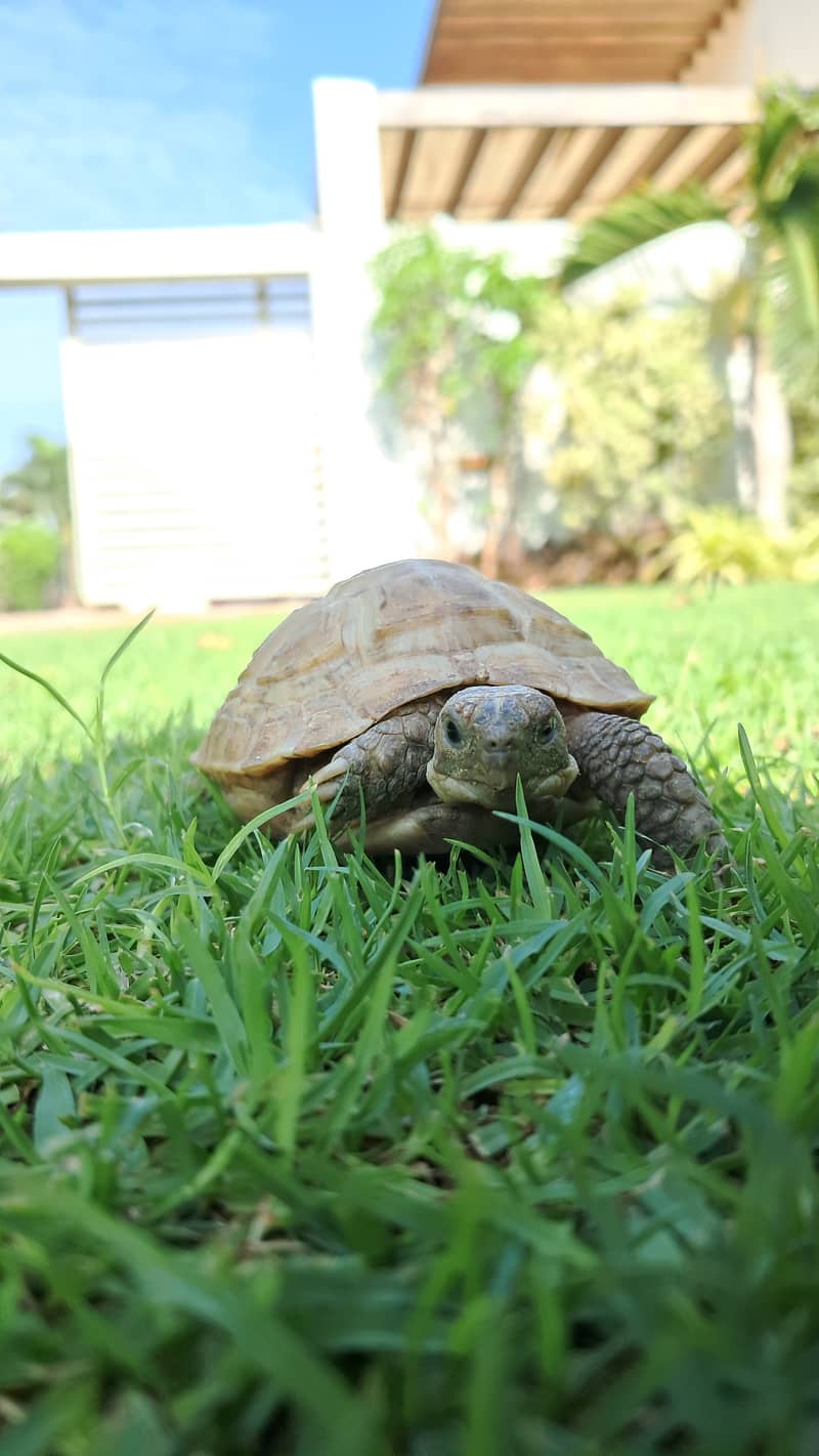 Cute  Tortoise,Hamsters and guinea pigs 2