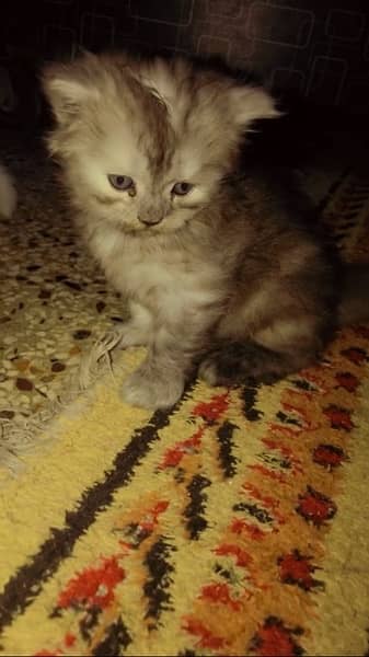 pure persian kitten extreme fur 5