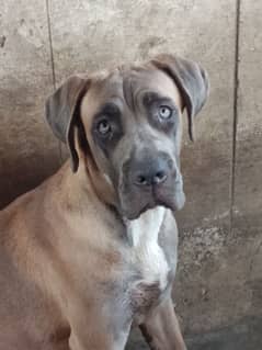 top quality cane Corso female puppy