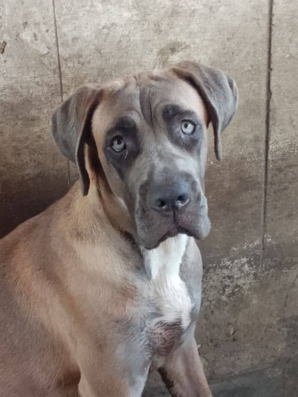 top quality cane Corso female puppy 0