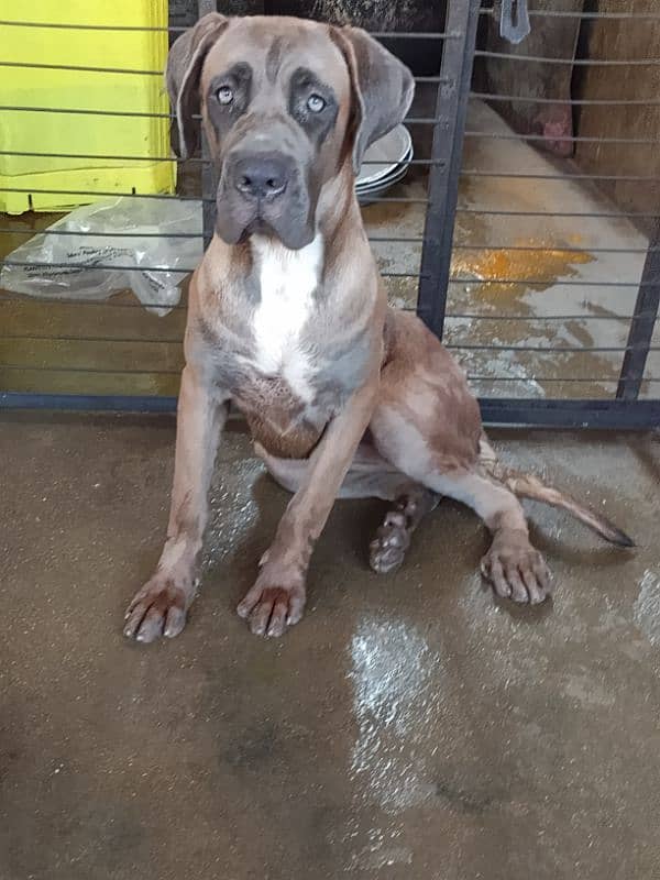 top quality cane Corso female puppy 1