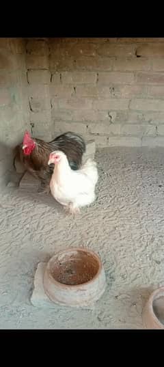 blue or silver bantam male and white bantam female