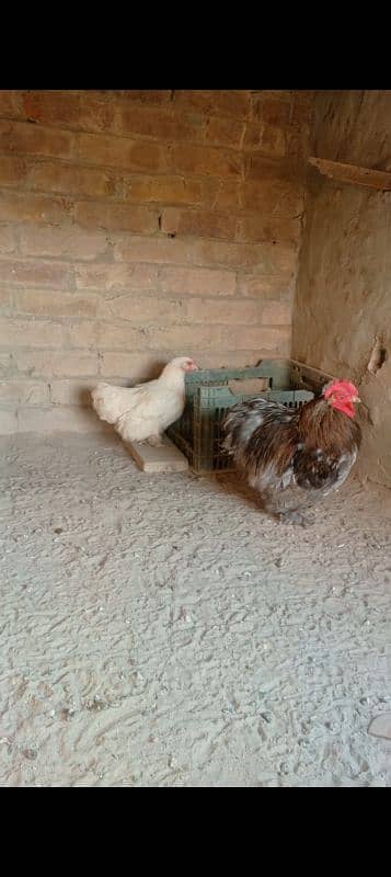 blue or silver bantam male and white bantam female 1