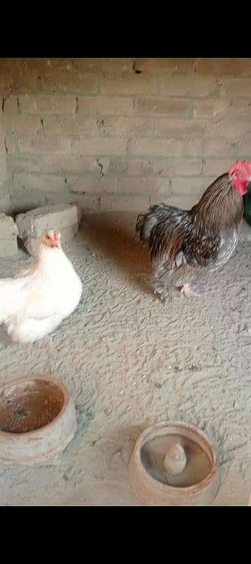 blue or silver bantam male and white bantam female 2