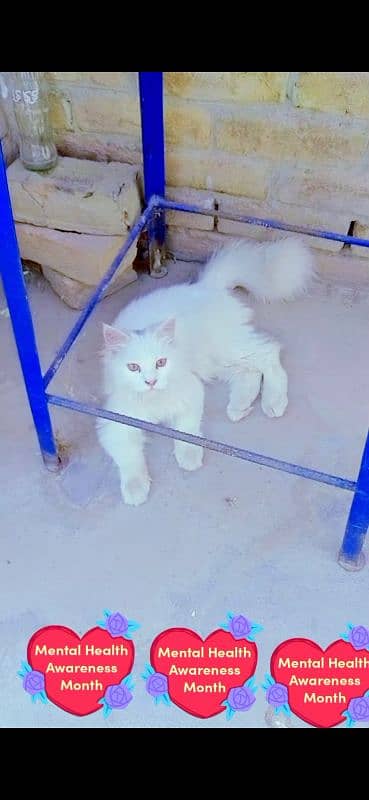 Female cat for sale 2