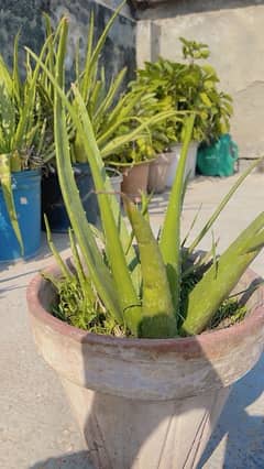 aelovera plants for sale