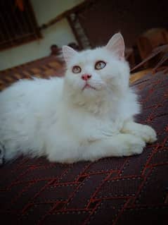 White Cat Double shade eyes blue and graay