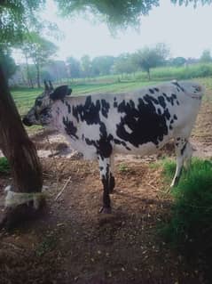 cow