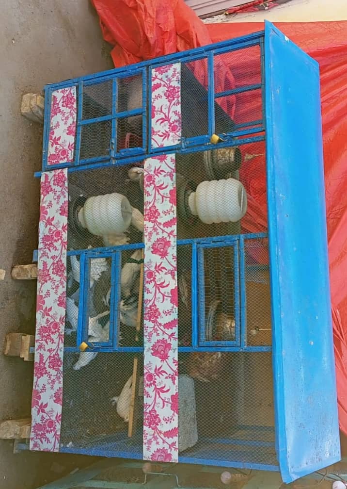 New condition iron cage hen and bird cage watsap (03150505809) 0