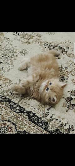 Persian cat /tripple caoted/persian kittens