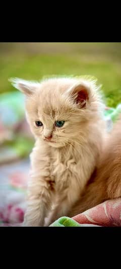 Persian cat /tripple caoted/persian kittens