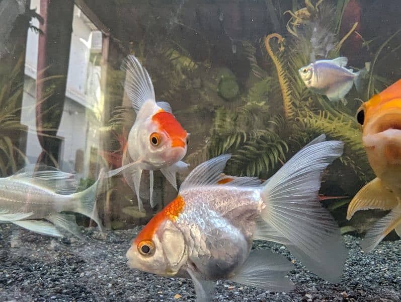 Oscar and others fish are available at reasonable price 13