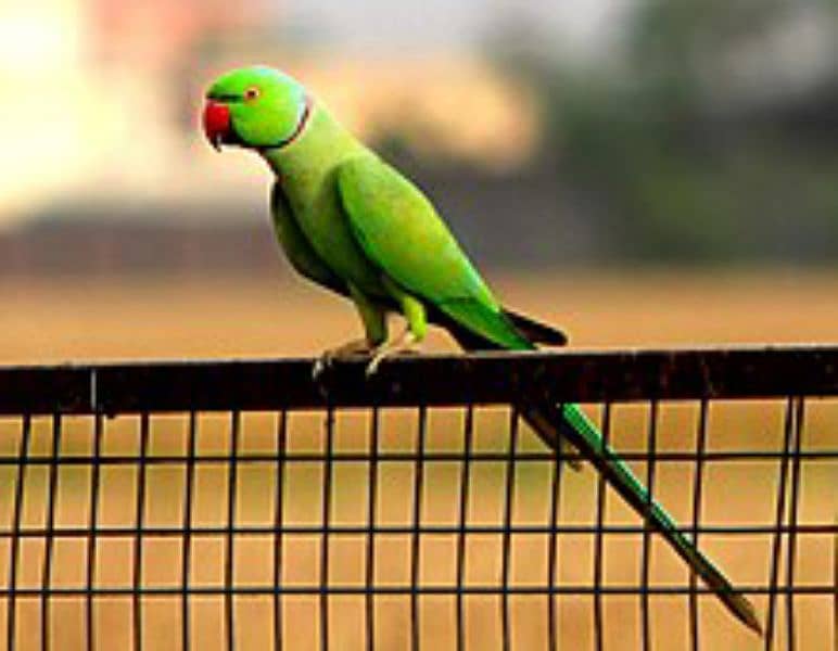 Ringneck male full taking 1