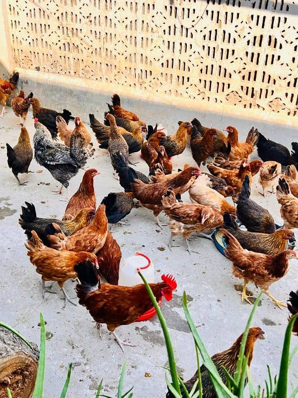 Golden Misri Starter Hens (03477003707) 2