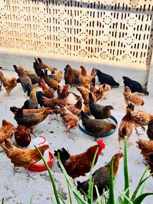 Golden Misri Starter Hens (03477003707) 3