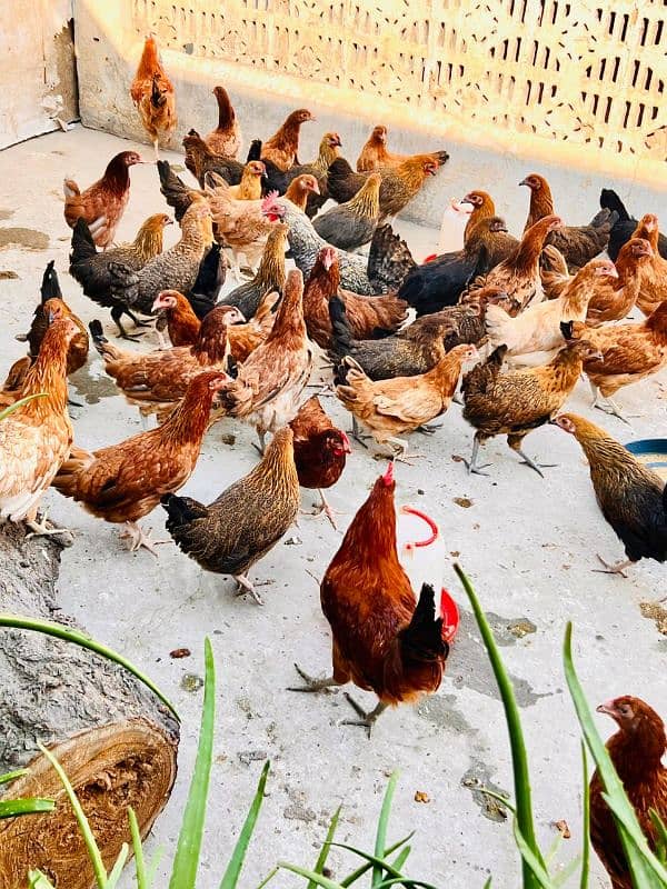 Golden Misri Starter Hens (03477003707) 4