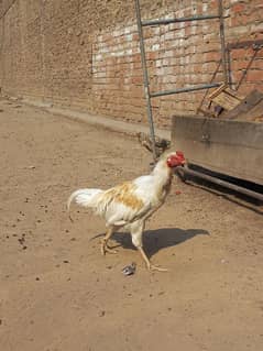 Aseel chicks and Male for sale