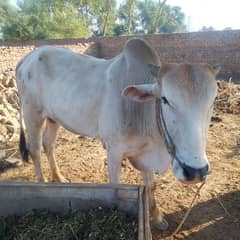 Desi bull / Daglee Bull / waleti bulls / Bull for sale / sahiwali Cow