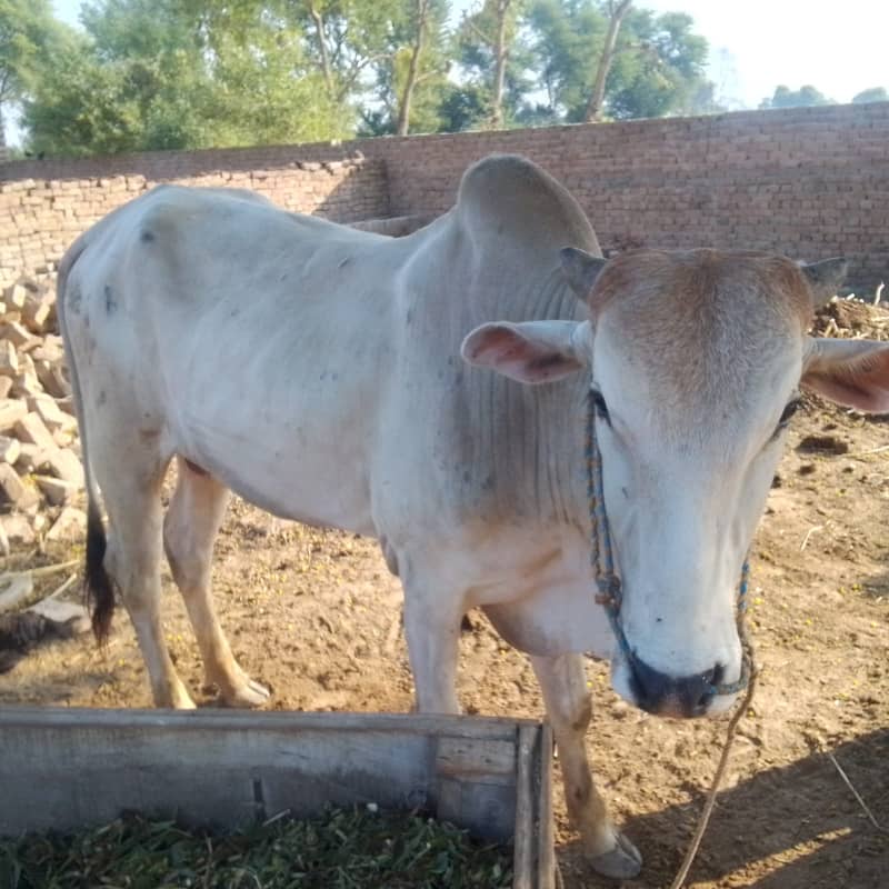 Desi bull / Daglee Bull / waleti bulls / Bull for sale / sahiwali Cow 1