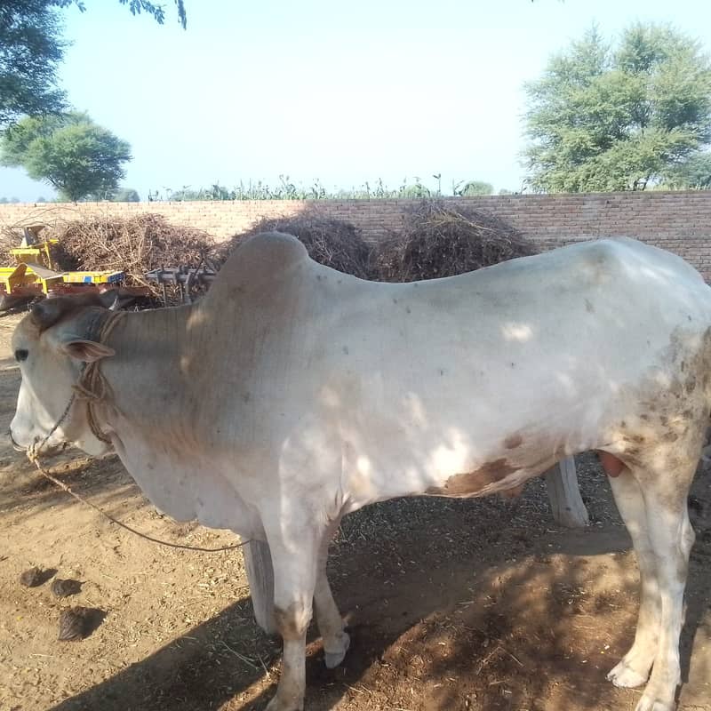 Desi bull / Daglee Bull / waleti bulls / Bull for sale / sahiwali Cow 2