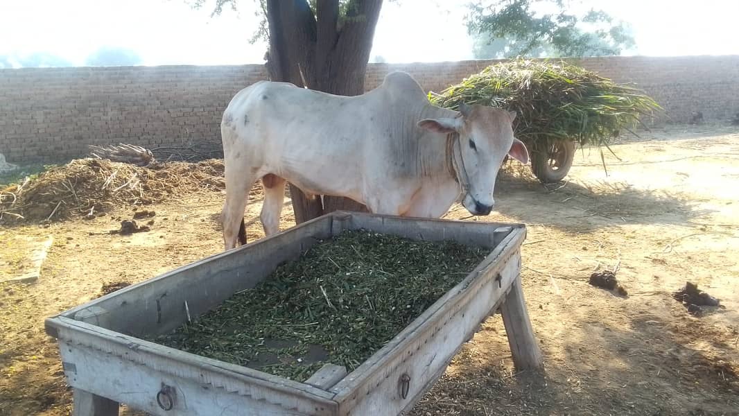 Desi bull / Daglee Bull / waleti bulls / Bull for sale / sahiwali Cow 3