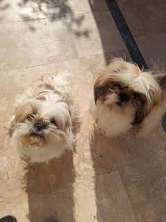 shihtzu puppy sale . male also available for stud