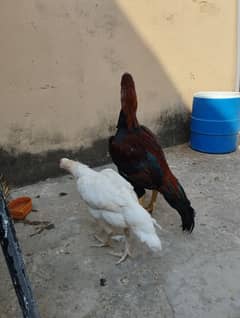 aseel mianwali pair with 4 chicks