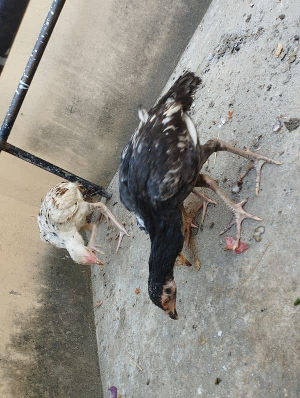 aseel mianwali pair with 4 chicks 3