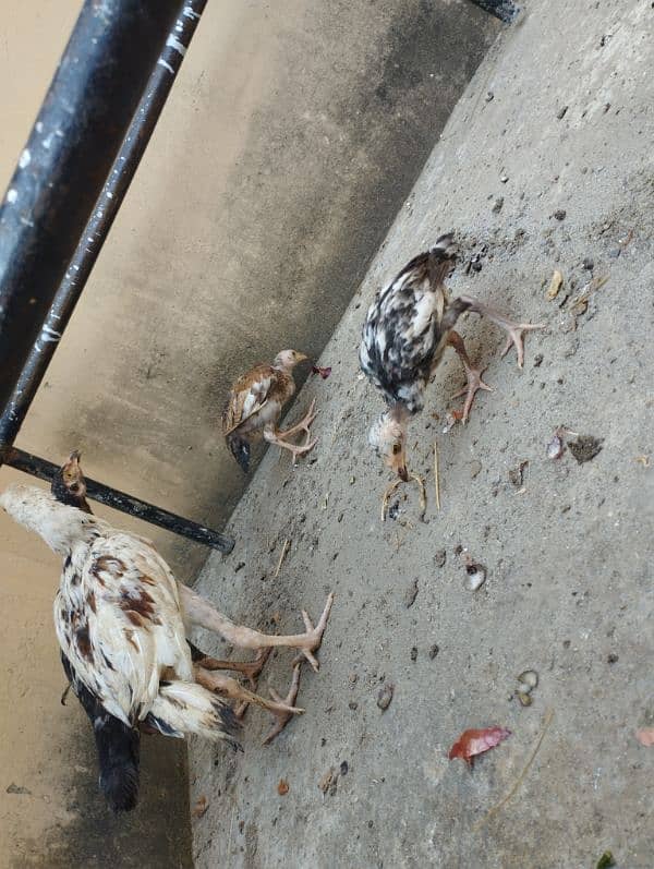 aseel mianwali pair with 4 chicks 7