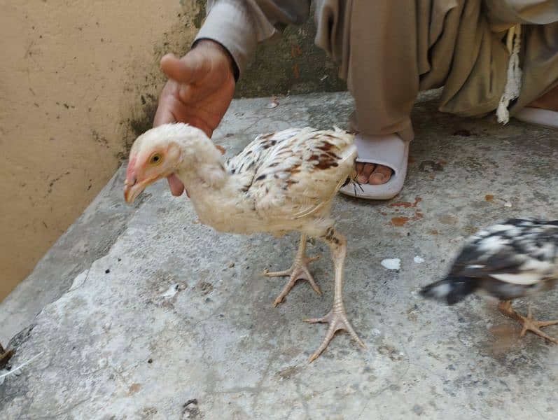 aseel mianwali pair with 4 chicks 12