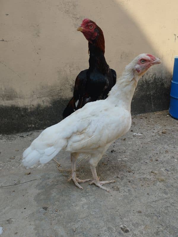 aseel mianwali pair with 4 chicks 14