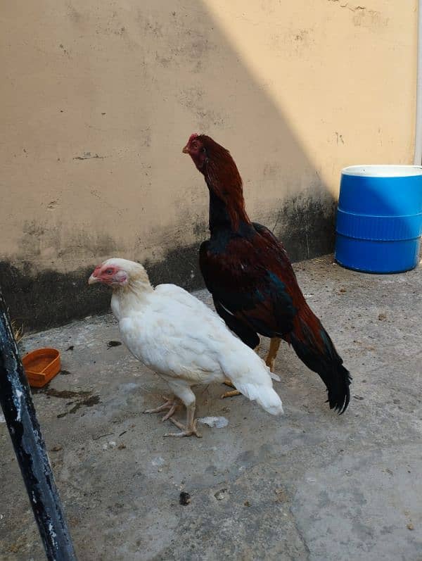 aseel mianwali pair with 4 chicks 17