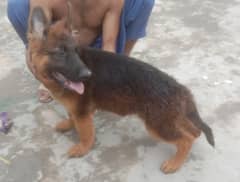 German shepherd 03474434738