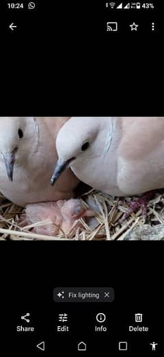 Dove / kumray breeder pair