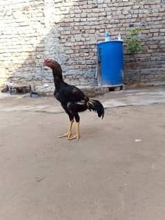 Cock for sale