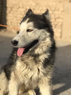 siberian husky male